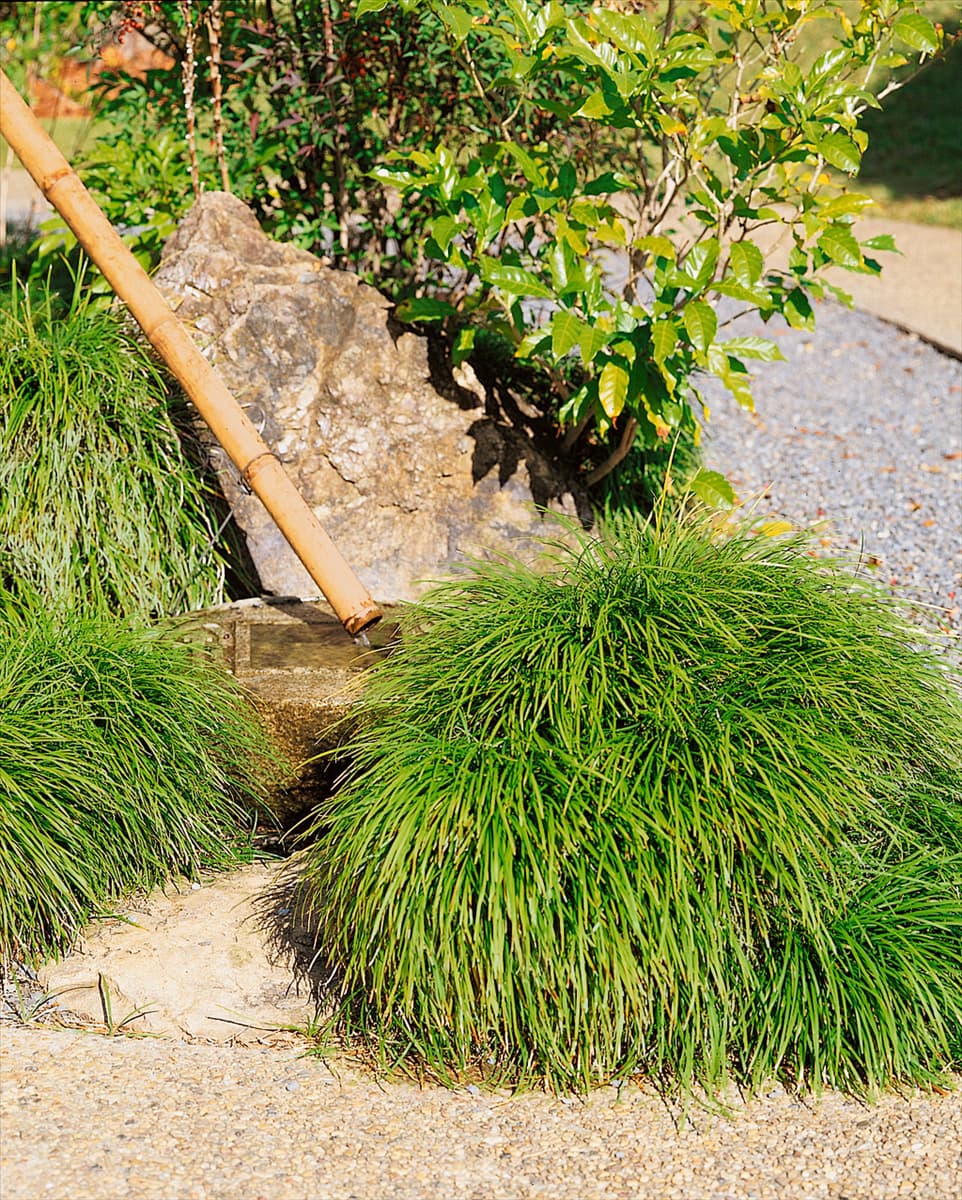 Ophiopogon japonicus