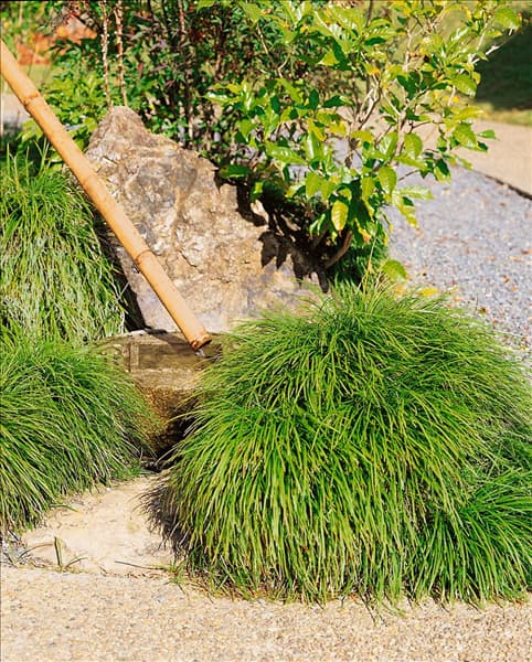 Ophiopogon japonicus