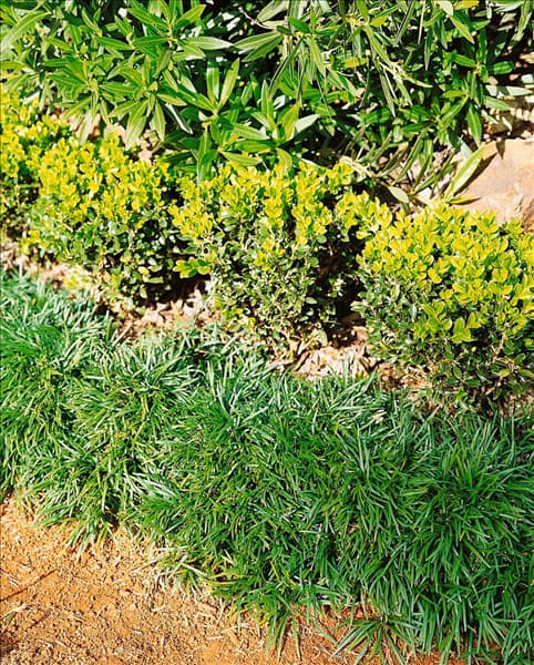 Ophiopogon japonicus