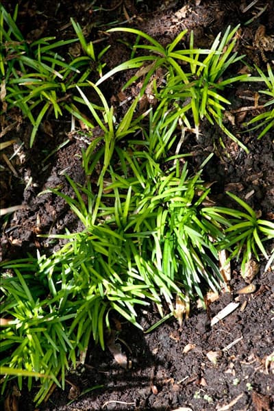 Ophiopogon japonicus Minor