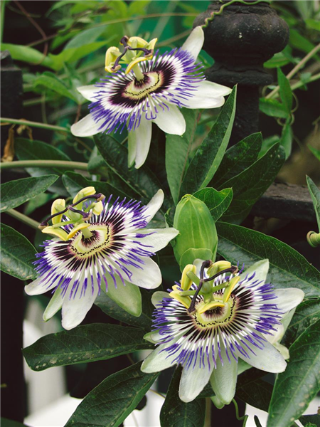 Passiflora caerulea
