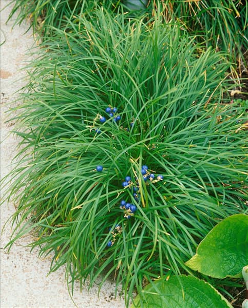 Ophiopogon japonicus