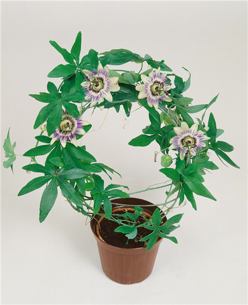 Passiflora caerulea