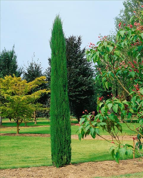 Cupressus sempervirens Totem
