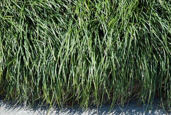 Ophiopogon japonicus