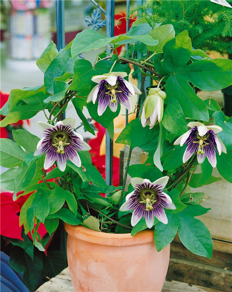 Passiflora caerulea