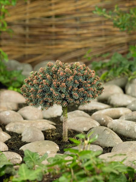 Picea abies Pitzi 2