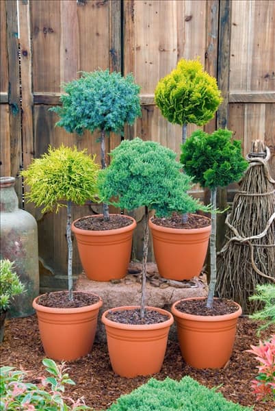 Conifers mixed in pot