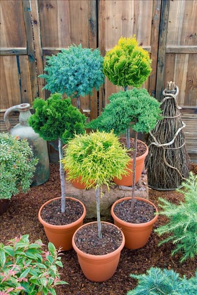 Conifers mixed in pot