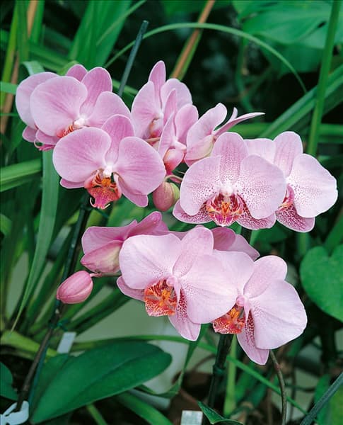 PHALAENOPSIS