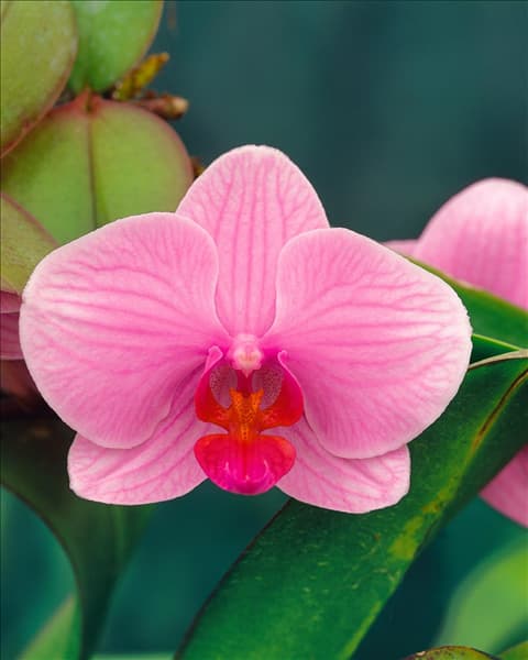 PHALAENOPSIS ROSE STRIPED