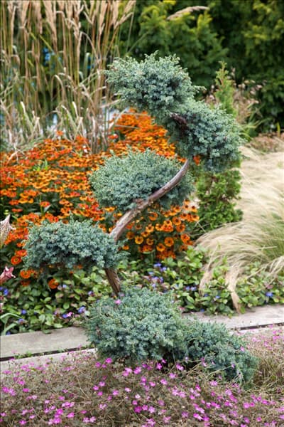 Juniperus chinensis