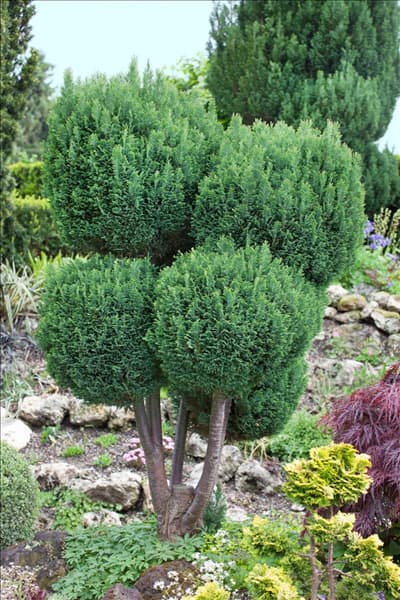 Chamaecyparis lawsoniana