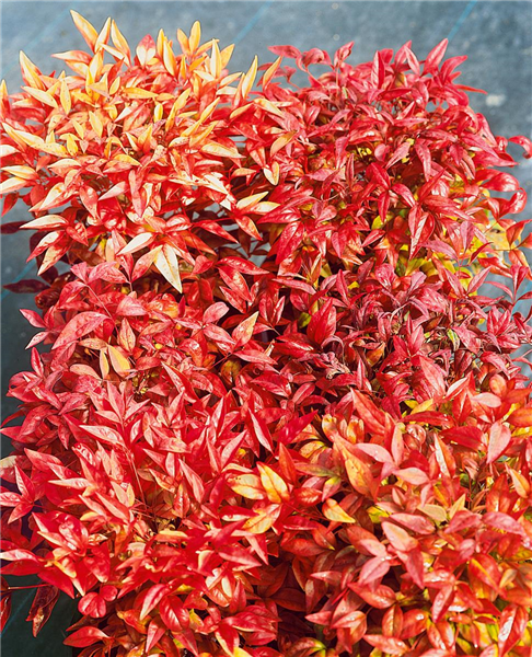 Nandina domestica Nana Purpurea