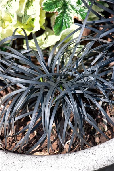 Ophiopogon planiscapus Niger