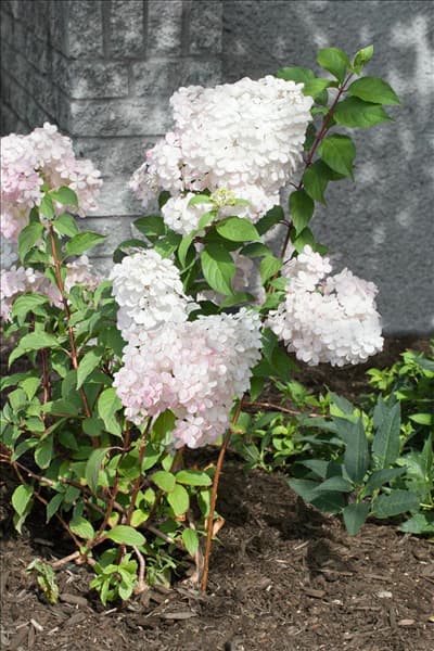 Hydrangea paniculata Renhy VANILLE-FRAISE ®