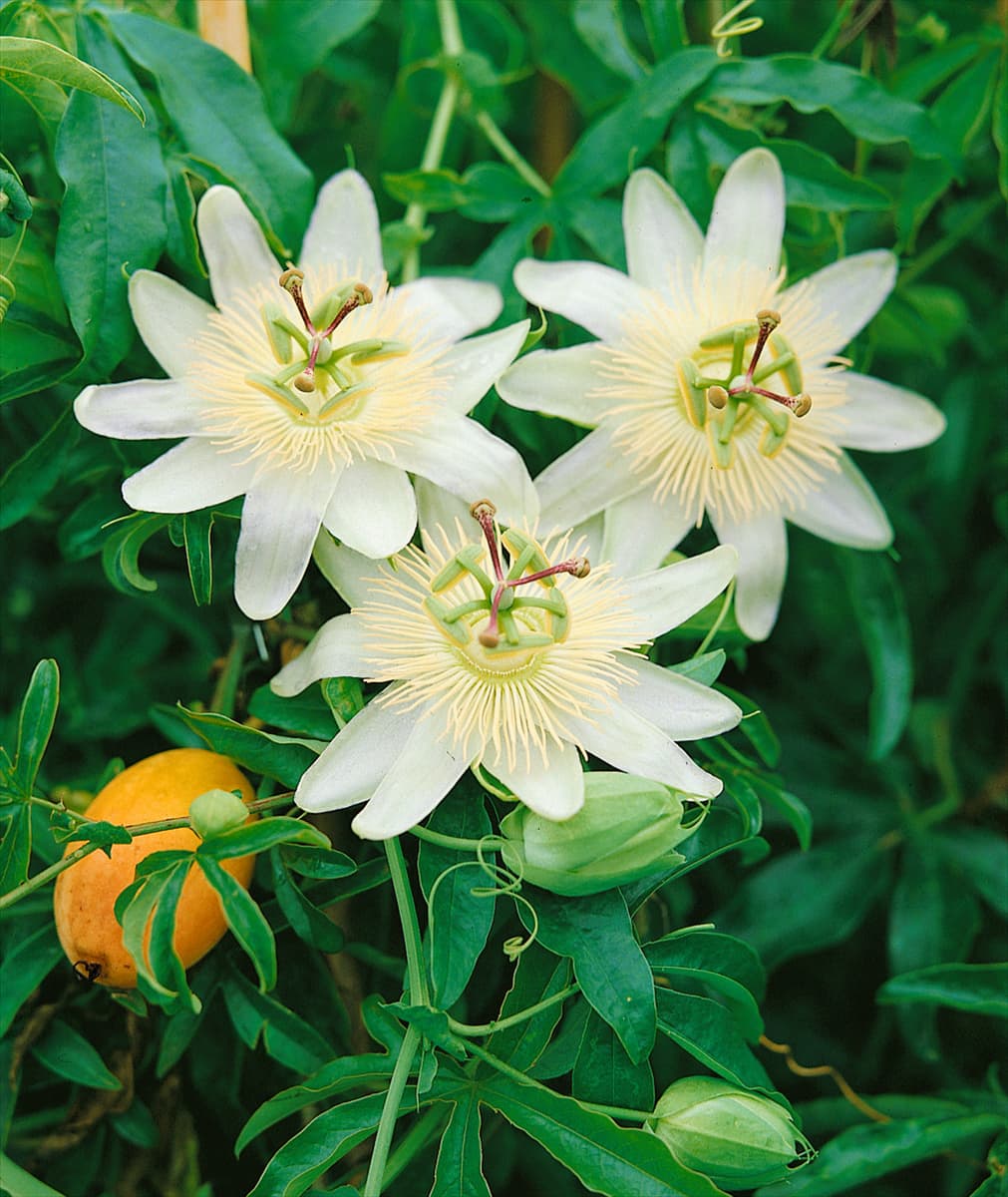 Passiflora caerulea Constance Elliott