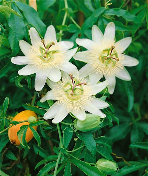Passiflora caerulea 'Constance Elliot'