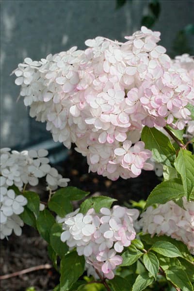 Hydrangea paniculata Renhy VANILLE-FRAISE ®