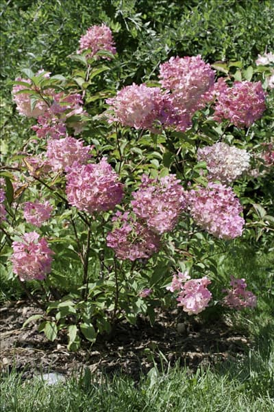Hydrangea paniculata Renhy VANILLE-FRAISE ®