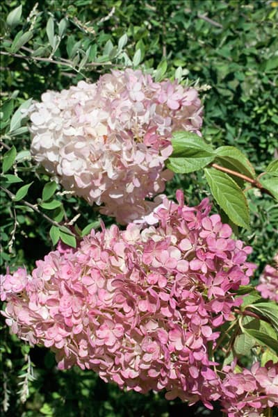 Hydrangea paniculata Renhy VANILLE-FRAISE ®