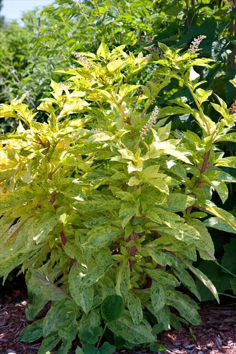 Phytolacca americana Variegata