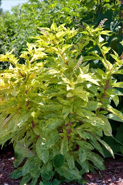 Phytolacca americana Variegata