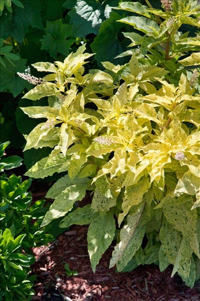 Phytolacca americana Variegata