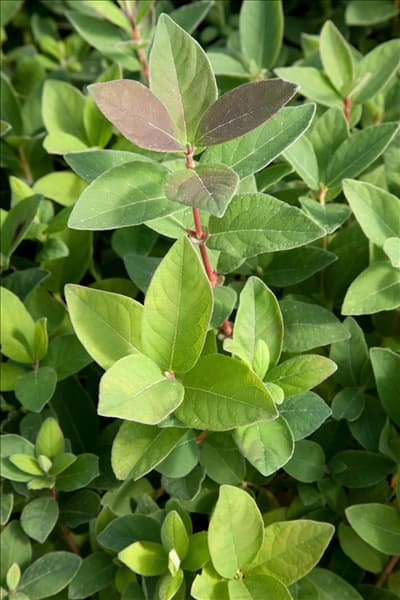 Lonicera caerulea var. kamtschatica 'Blue Velvet'®
