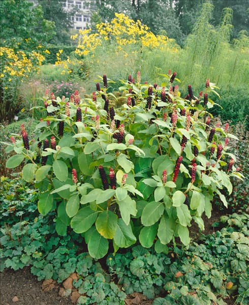 PHYTOLACCA AMERICANA
