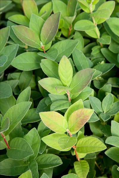 Lonicera caerulea var. kamtschatica