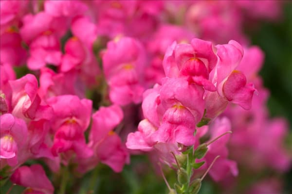 Antirrhinum majus