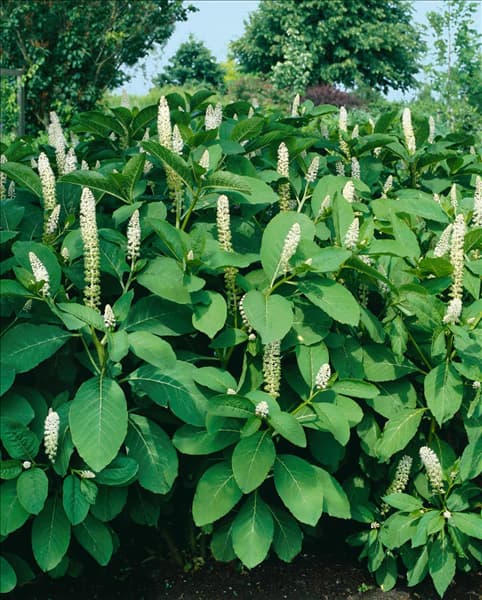 Phytolacca americana