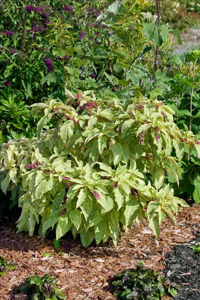 Phytolacca americana Variegata