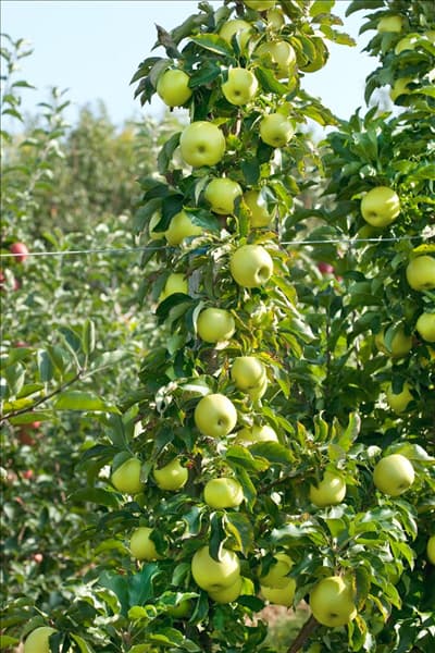 Malus domestica Goldcats