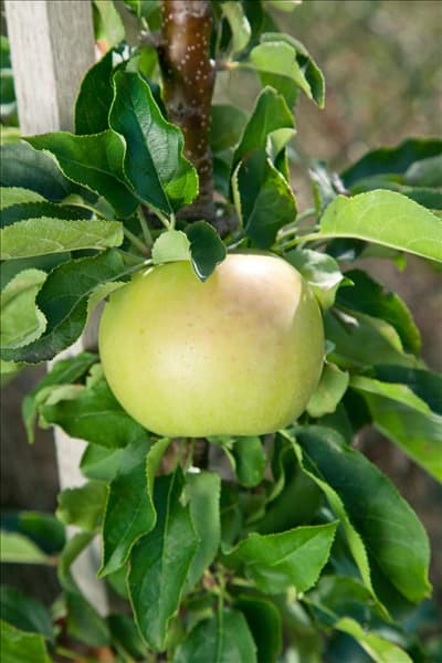 Malus domestica Goldcats