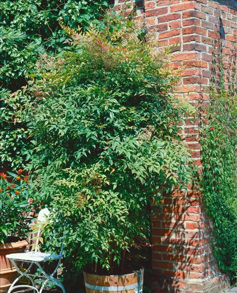 Nandina domestica