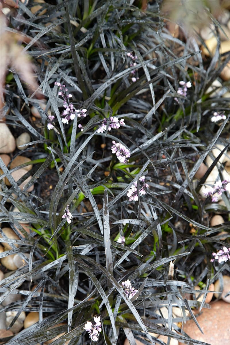 Ophiopogon planiscapus Niger