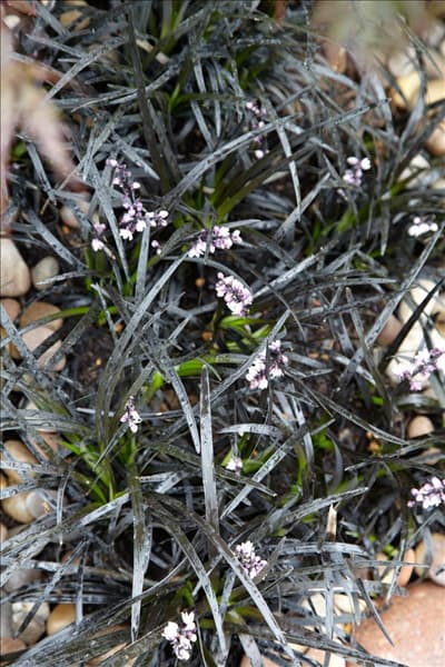 Ophiopogon planiscapus Niger