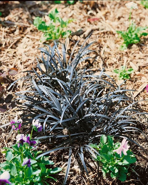 Ophiopogon planiscapus Niger