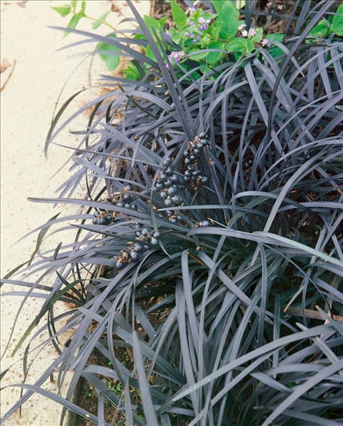Ophiopogon planiscapus Niger