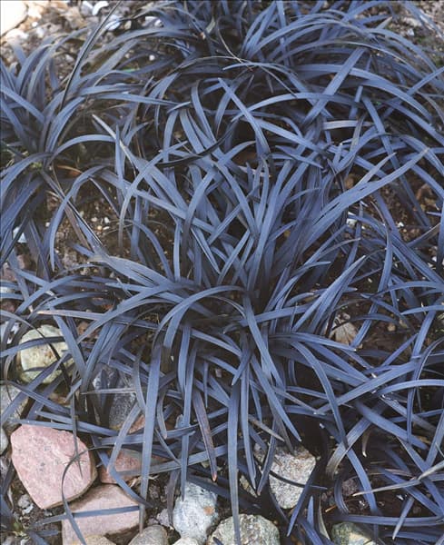 Ophiopogon planiscapus Niger