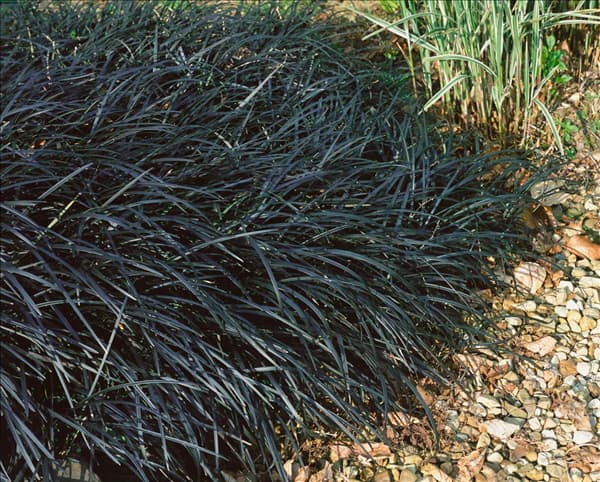 Ophiopogon planiscapus Niger