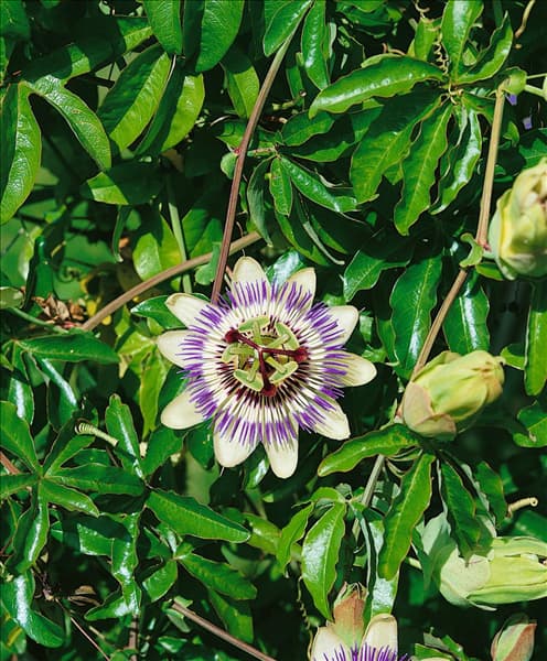 Passiflora edulis