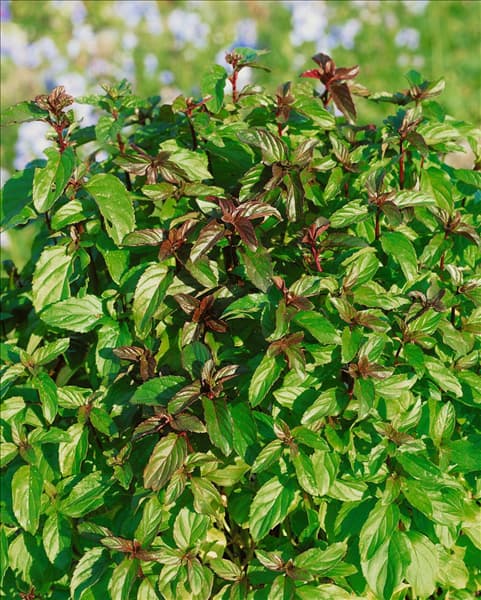 Mentha x piperita Chocolate