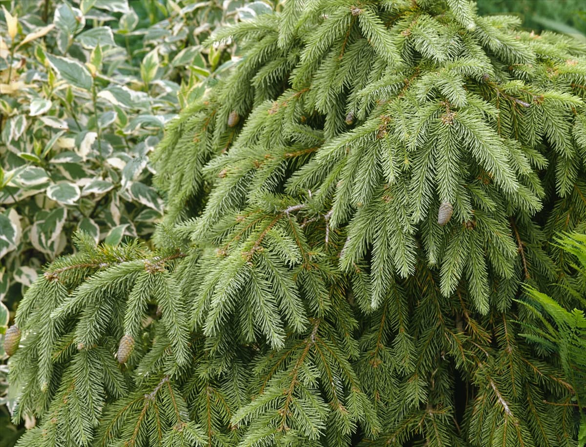 Picea abies Elegantissima