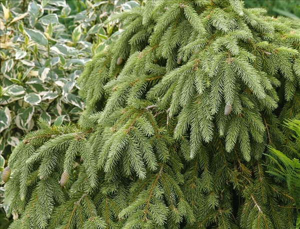 Picea abies