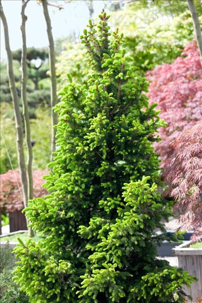 Picea abies Ohlendorffii