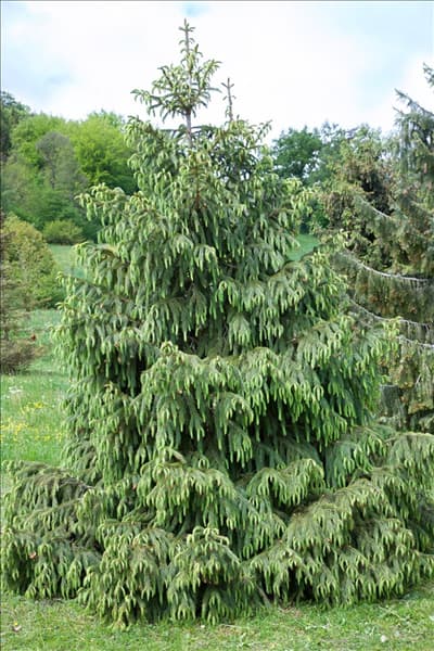 Picea abies Viminalis