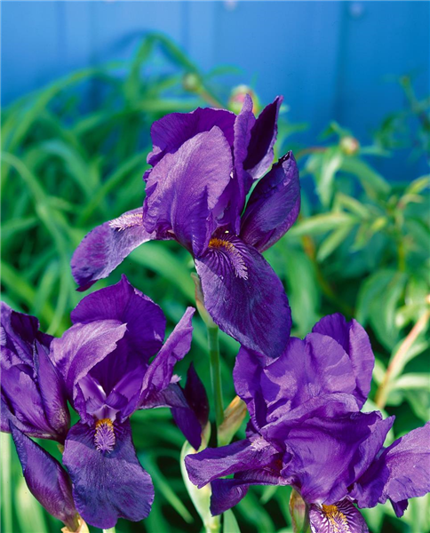 Iris germanica Black Knight